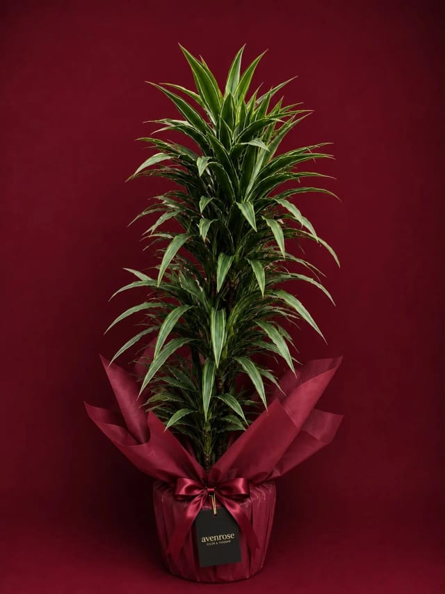 Dracena Fragrans