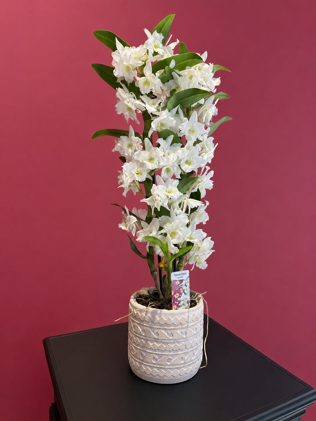 Geometrik Desenli Saksıda Dendrobium Orkide