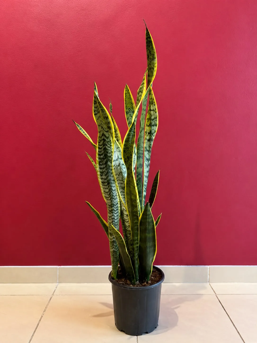 Sansaverya/Paşa Kılıcı
