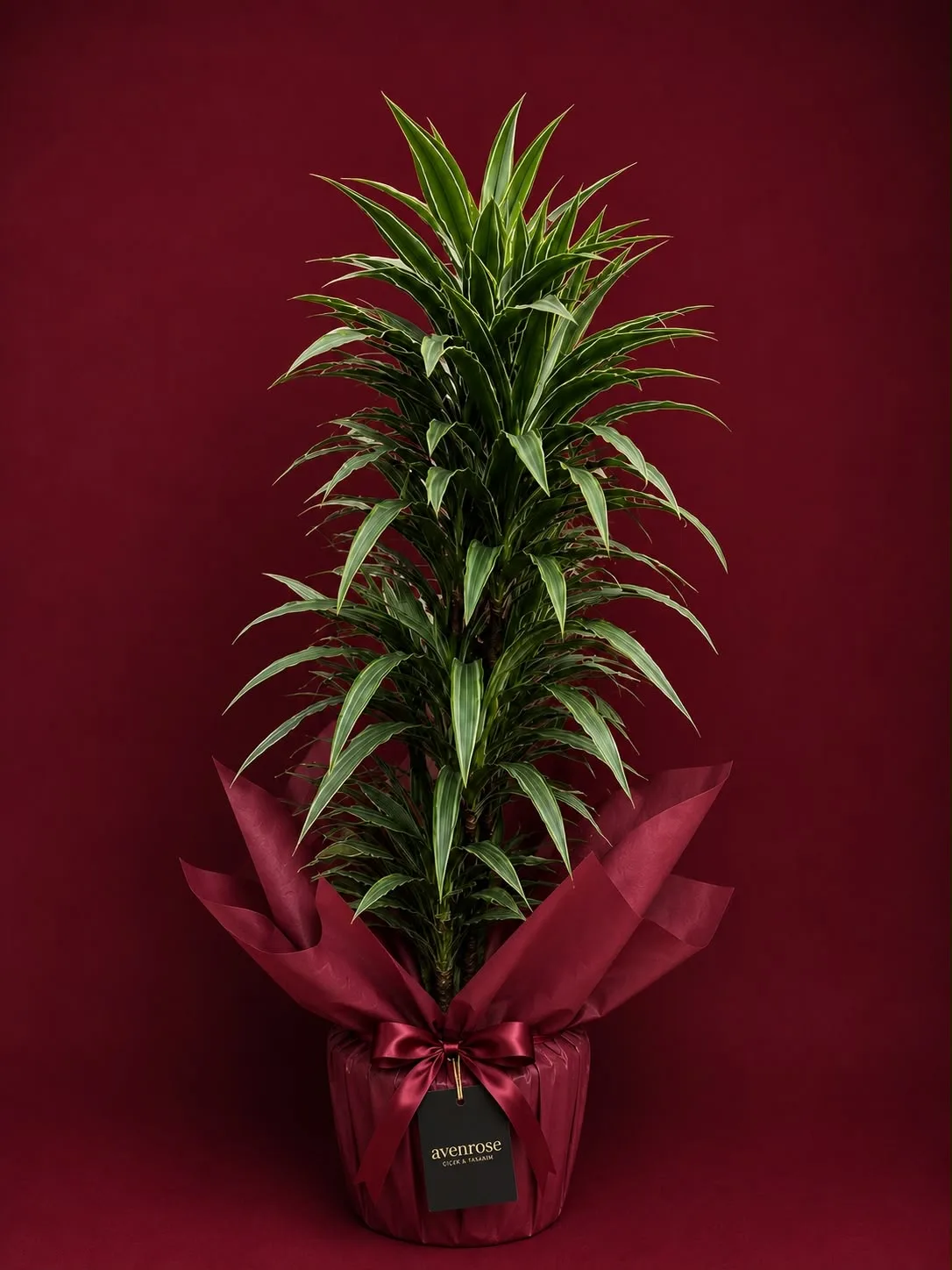Dracena Fragrans